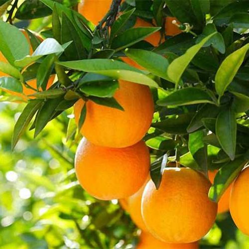 Citrus x Sinensis (Orange Trees) – Espalier