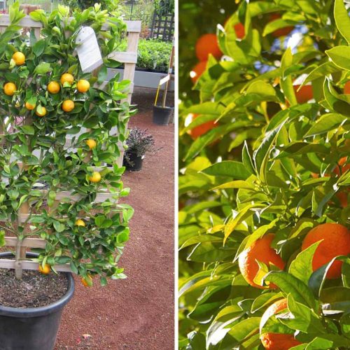 Citrus x Nobilis (Mandarin) – Espalier