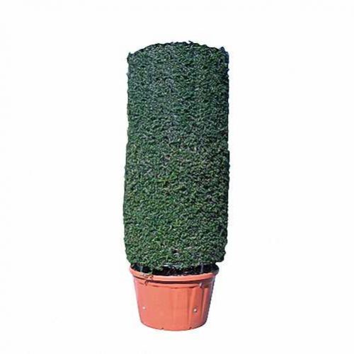 Topiary Cylinder (Ligustrum Jonandrum)