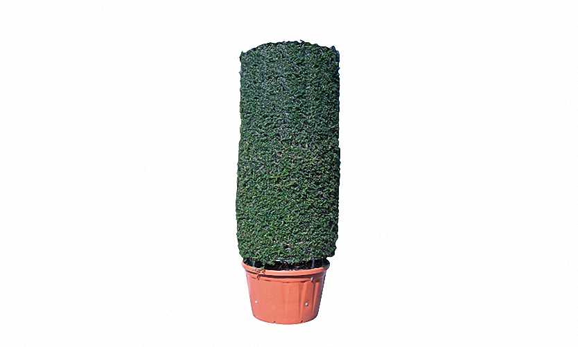 Topiary Cylinder (Ligustrum Jonandrum)