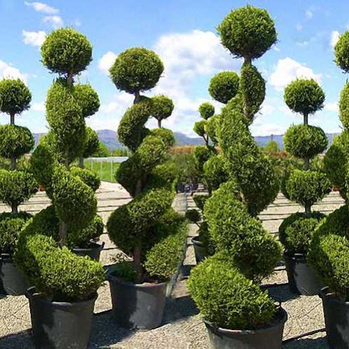 Cupressocyparis Leylandii Castlewellan Gold (Leyland Cypress) – 3 Balls