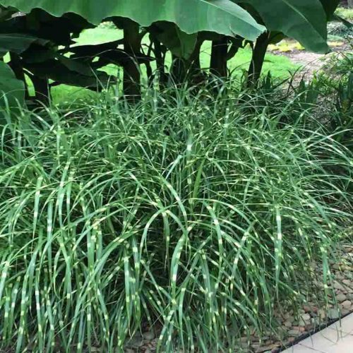 Miscanthus Sinensis Little Zebra