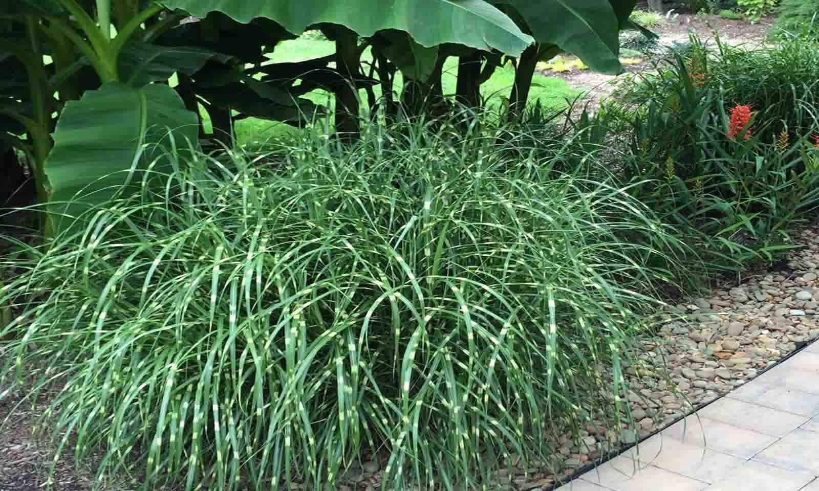 Miscanthus Sinensis 'Little Zebra' ('Little Zebra' Grass) – Garden Plants Online