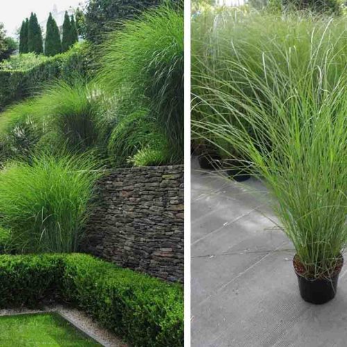 Miscanthus Sinensis Morning Light