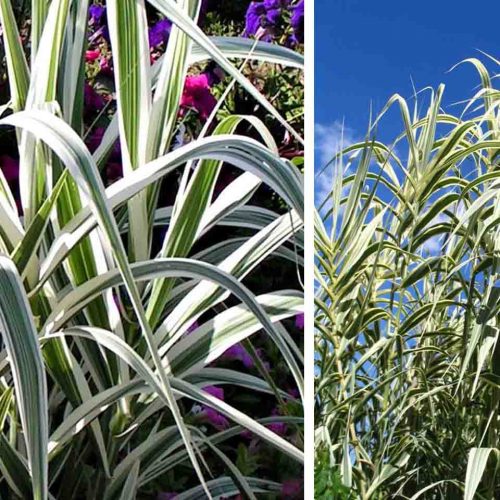 Arundo Donax Variegata (Variegated Giant Reed)