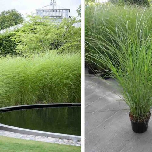 Miscanthus Sinensis Gracillimus