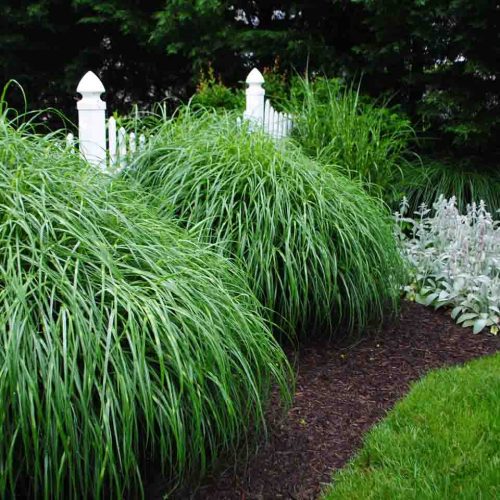 Miscanthus Sinensis Zebrinus