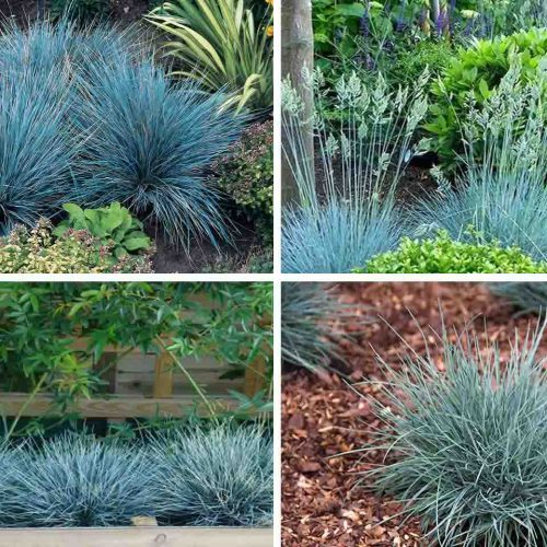 Festuca Glauca Elijah Blue (Blue Festuca)