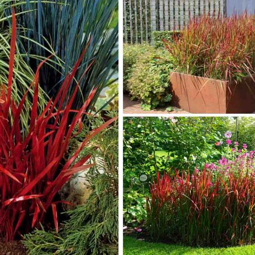 Imperata Cylindrica Red Baron (Japanese Blood Grass)