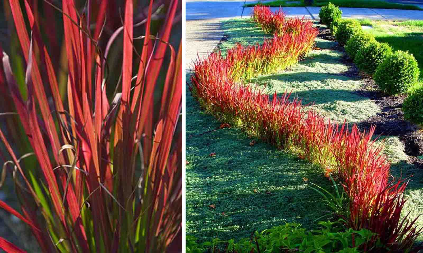 Imperata Cylindrica 'Red Baron' (Japanese Blood Grass) – Garden Plants Online