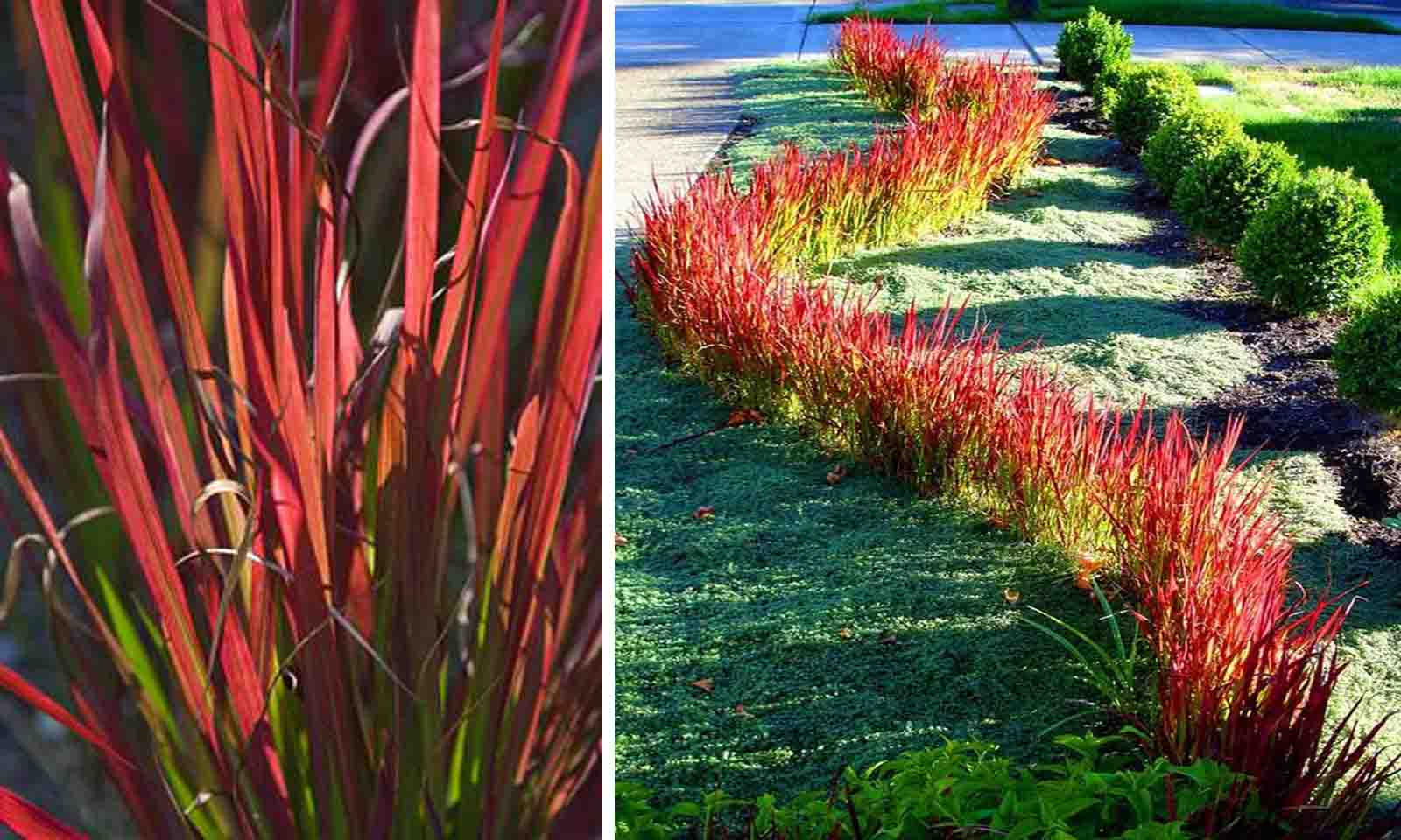Imperata cheap red baron
