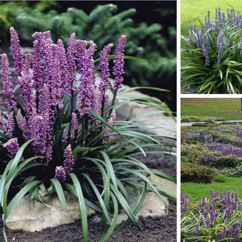 Liriope Muscari (Big Blue Lilyturf)