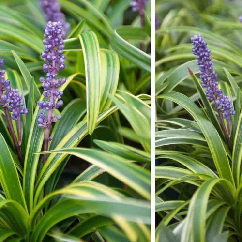 Liriope Muscari Variegata (Variegated Lilyturf)