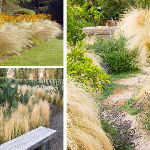Stipa Tenuissima (Mexican Feather Grass)