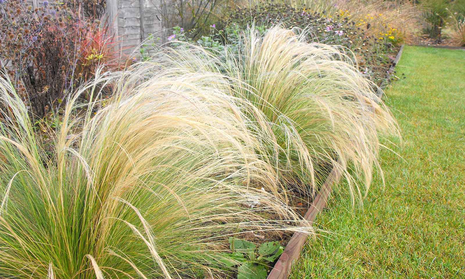 Stipa Tenuissima Mexican Feather Grass Garden Plants Online