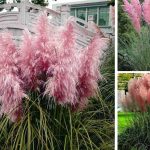 Cortaderia Selloana ‘Rosea’ (‘Rosea’ Pampas Grass)