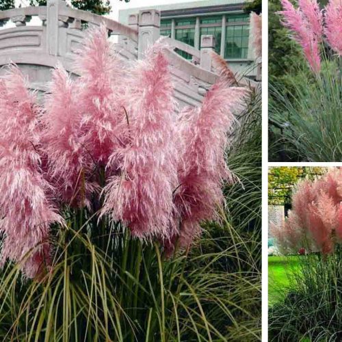 Cortaderia Selloana Rosea