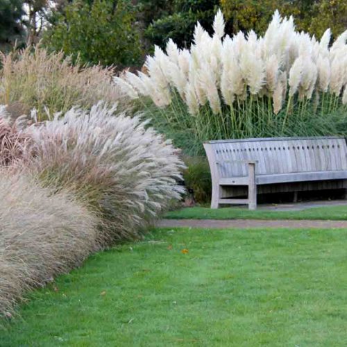 Cortaderia Selloana (Pampas Grass)