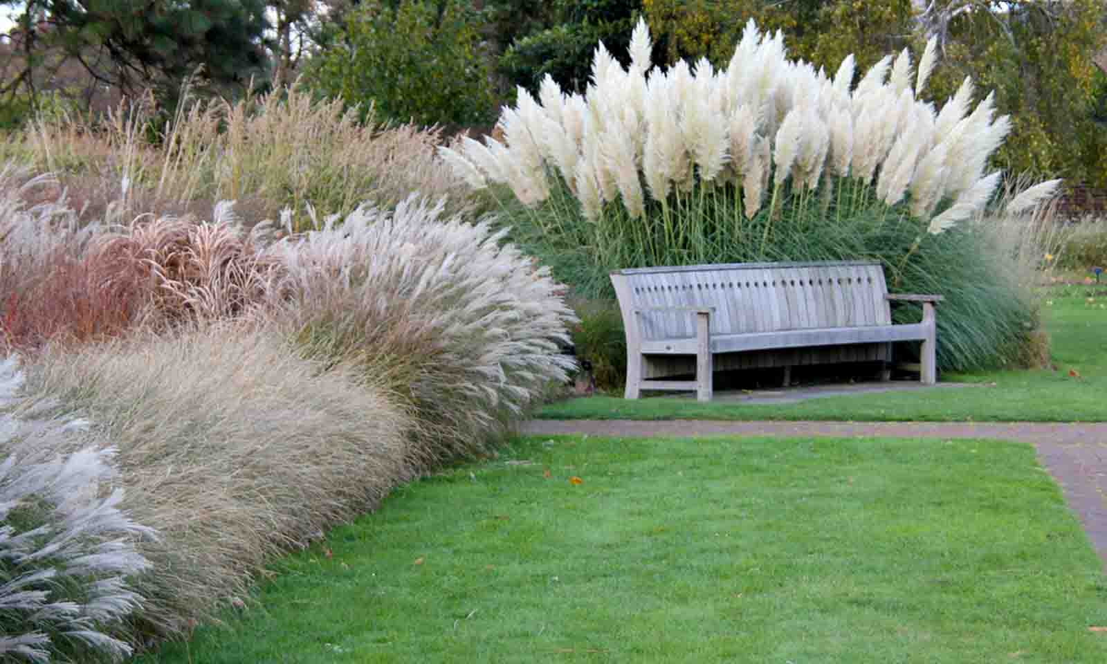 Cortaderia Selloana (Pampas Grass) – Garden Plants Online