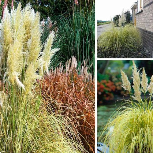 Cortaderia Selloana Splendid Star