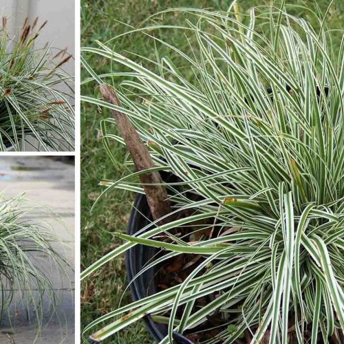 Carex Oshimensis Everest