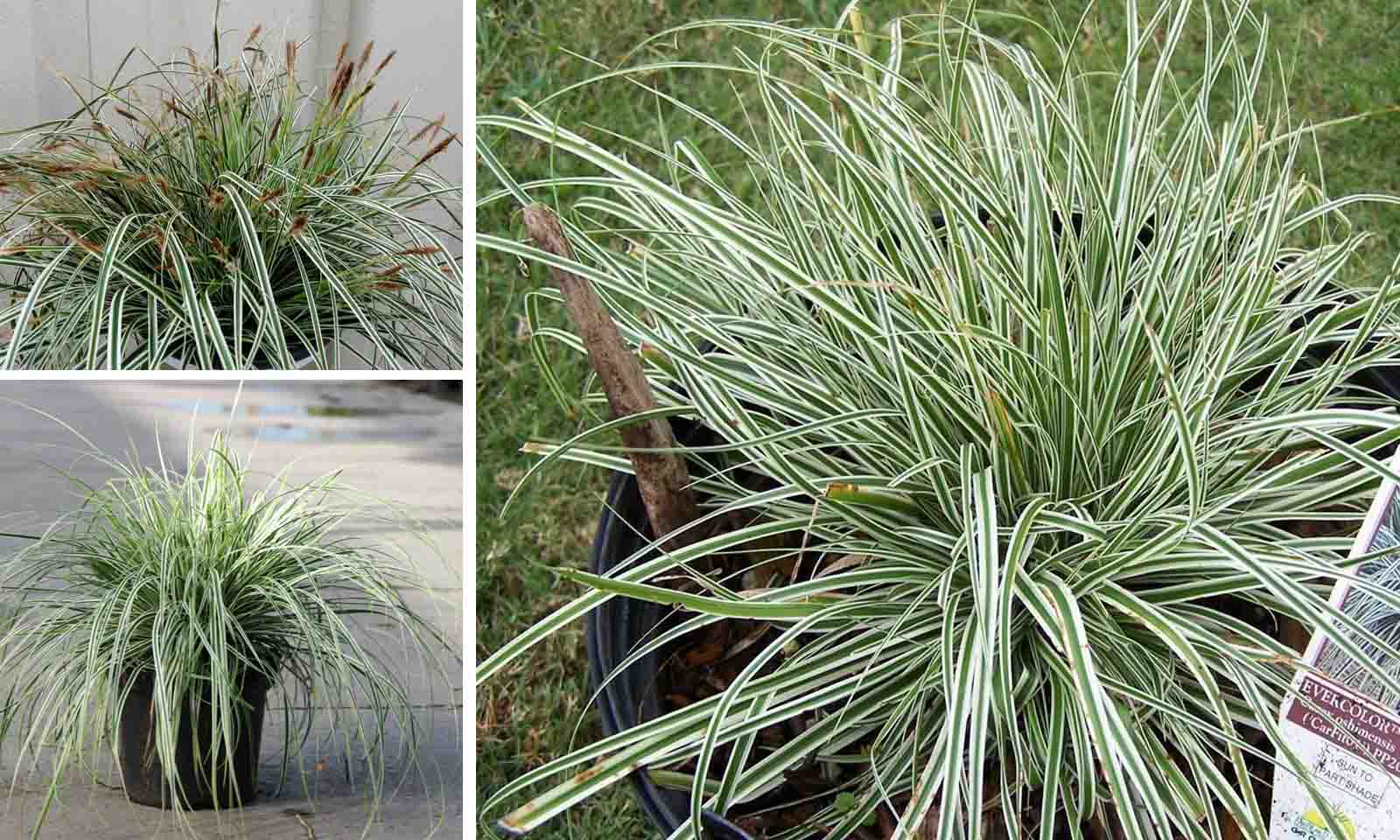 Image of Carex oshimensis 'Everest' plant