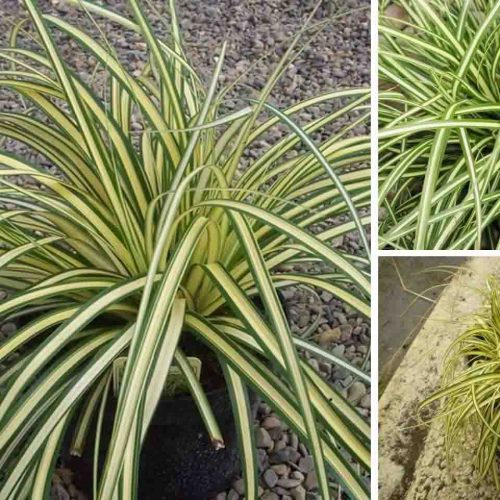 Carex Oshimensis Evergold (Japanes Sedge Evergold)