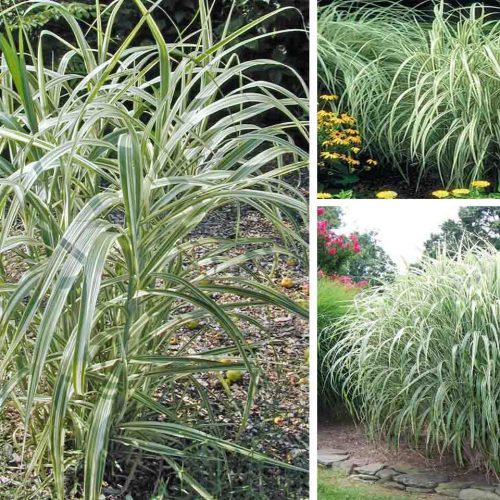 Miscanthus Sinensis Cosmopolitan (Maiden Grass Cosmopolitan)