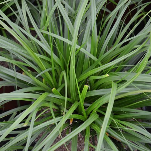 Carex Oshimensis Evergreen (Japanese Sedge ‘Evergreen’)