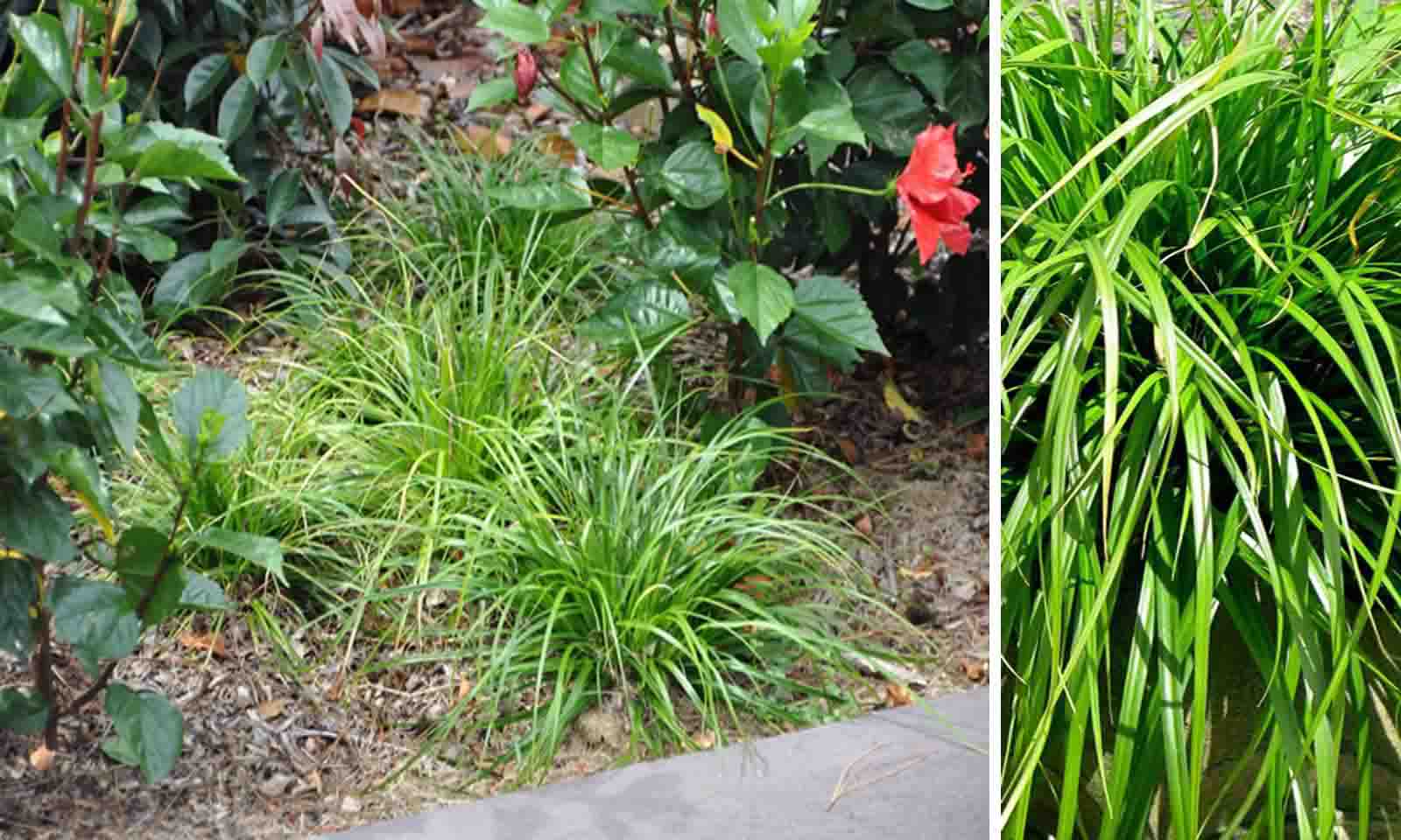 Carex Oshimensis Evergreen (Japanes Sedge Evergreen)