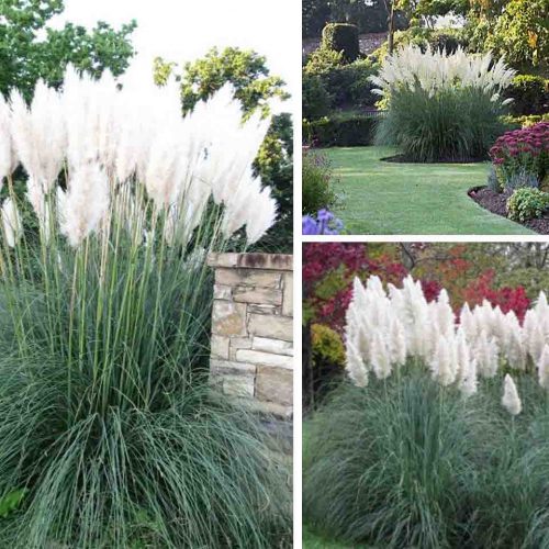 Cortaderia Selloana ‘Pumila’ (‘Pumila’ Pampas Grass)