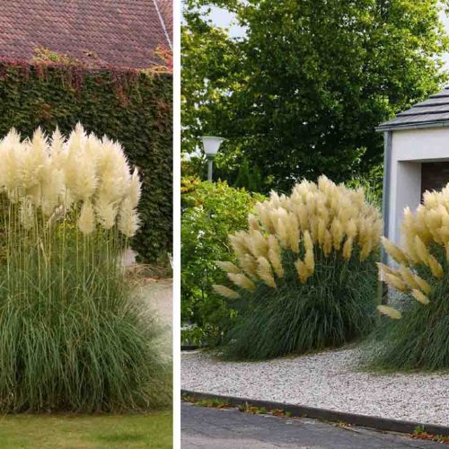 Cortaderia Selloana ‘Gold Band’ (‘Gold Band’ Pampas Grass)