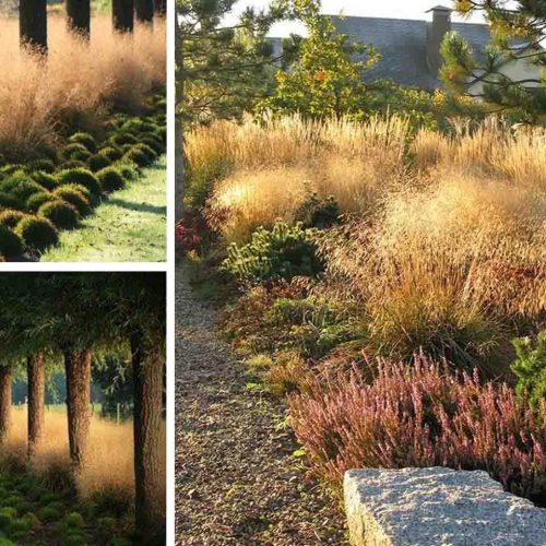 Deschampsia Cespitosa Goldtau (Tufted Hair Grass Goldtau)