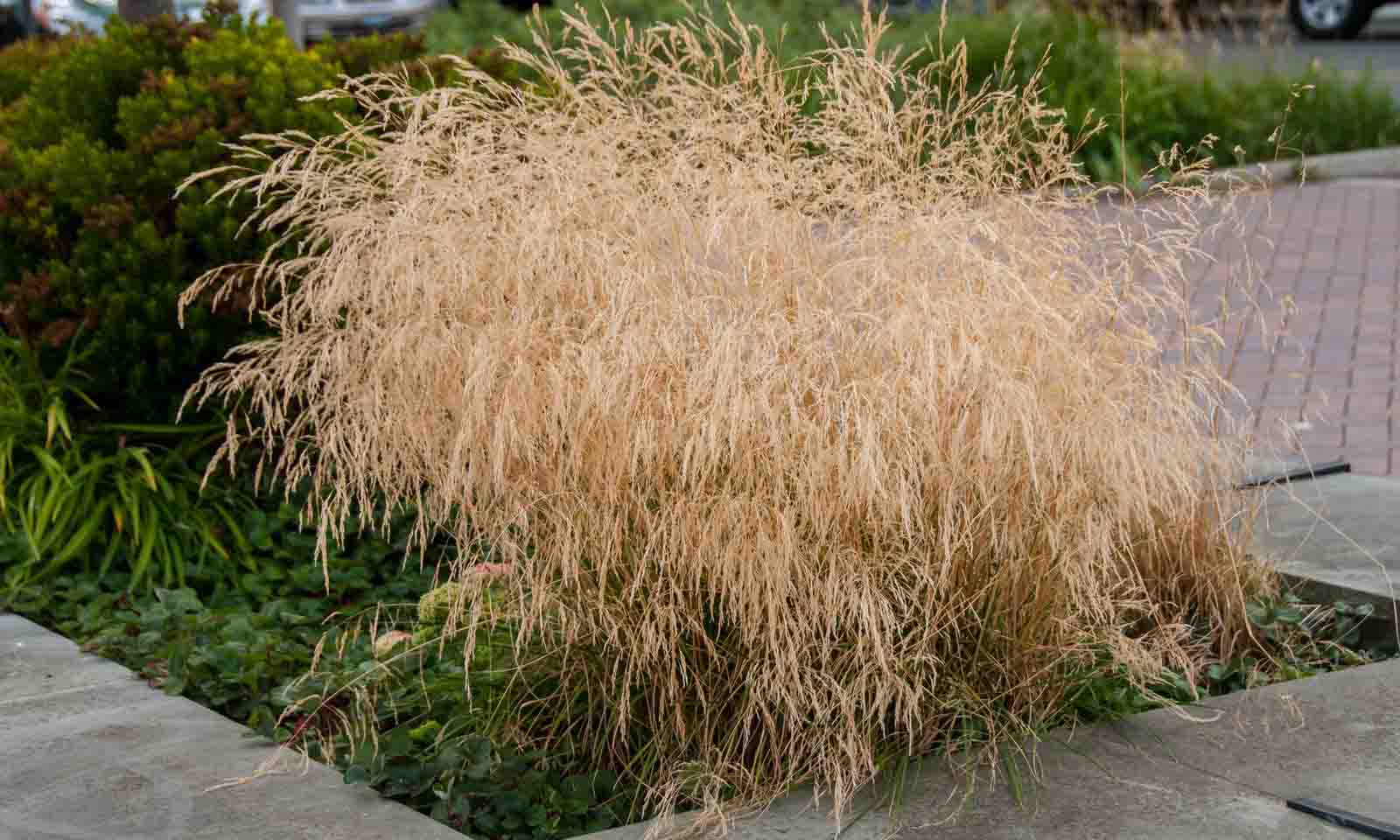Deschampsia Cespitosa Goldtau (Tufted Hair Grass Goldtau)