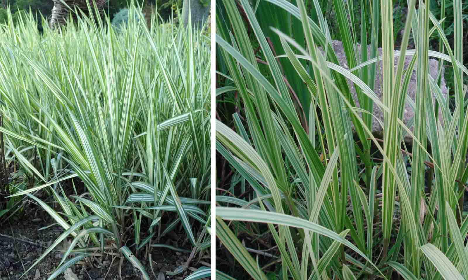 Phalaris Arundinacea Feesey (Reed Canary Grass)