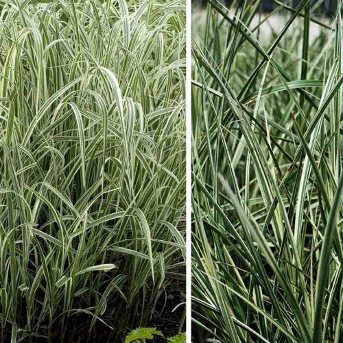 Miscanthus Sinensis Variegatus