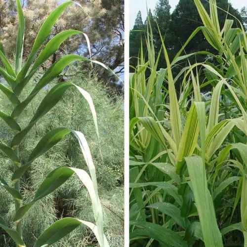 Arundo Donax (Spanish Cane)