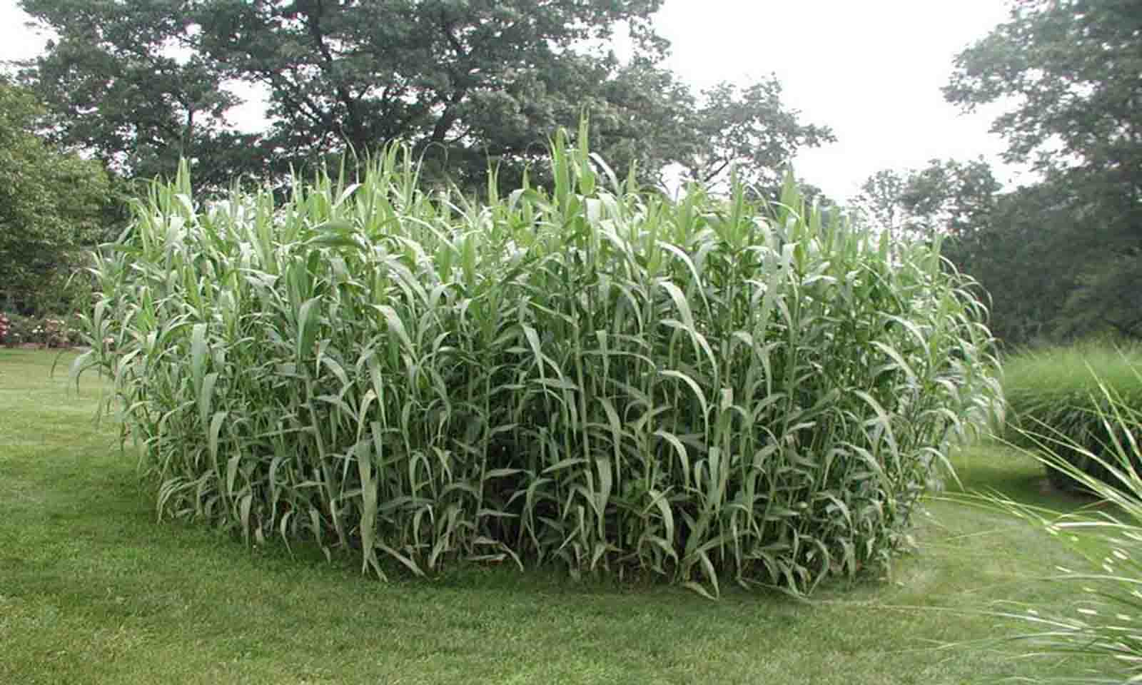 Arundo donax on sale