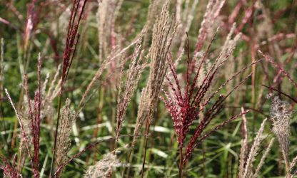Osten Tree Miscanthus Sinensis 'Ferner Osten' (Eulalia 'Ferner Osten') - Garden ...