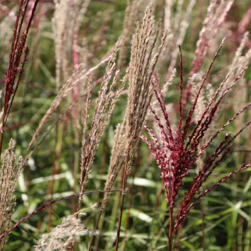 Miscanthus Sinensis Fernen Osten