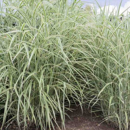 Miscanthus Sinensis Dixieland