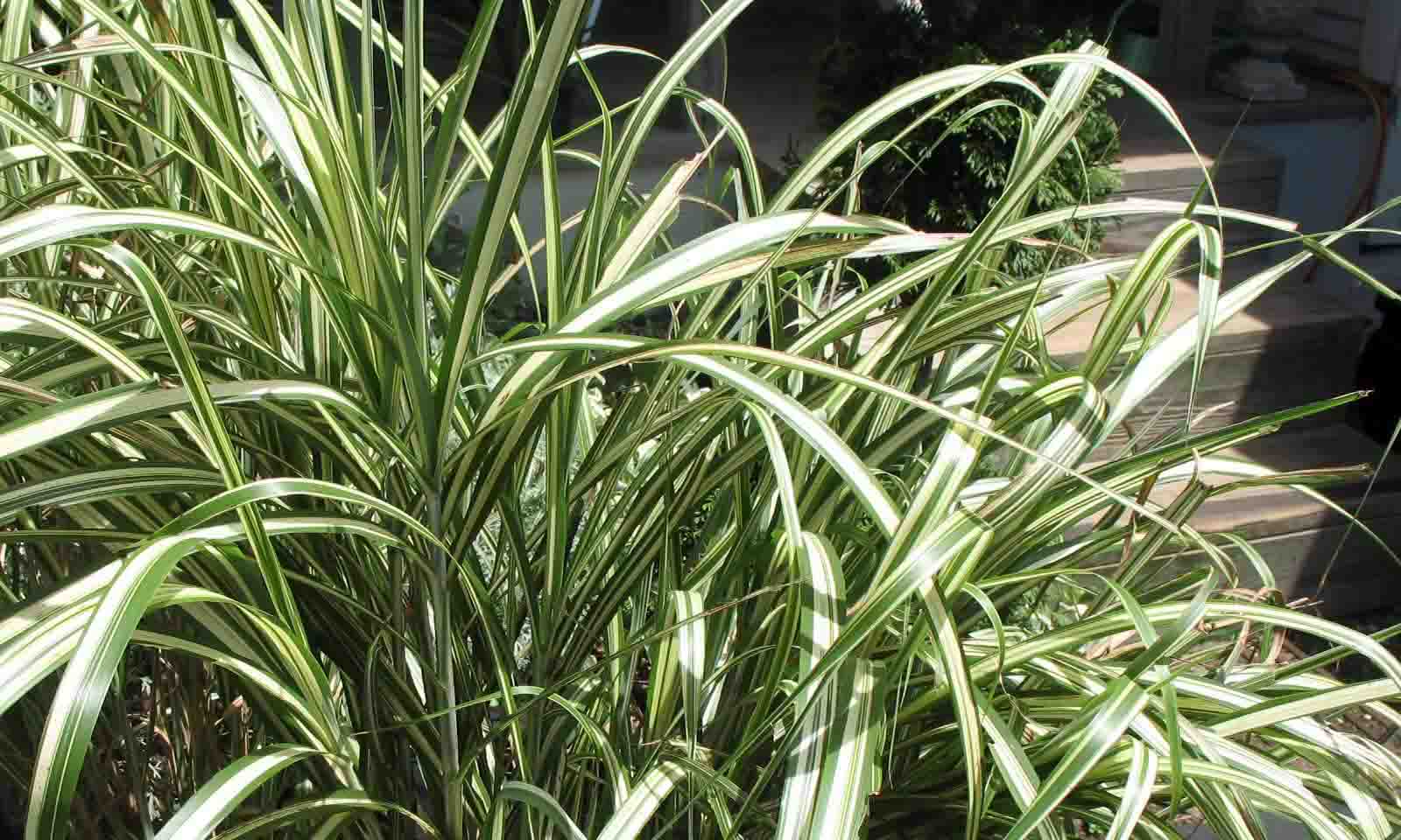 Spider Plant Chlorophytum Variegatum, Established plant approx. 15cm length