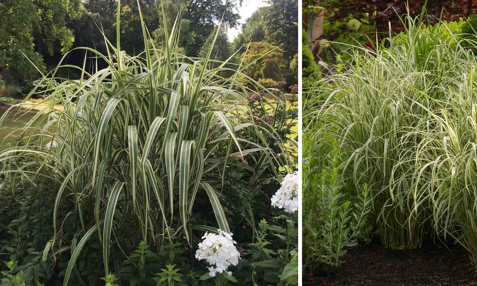 Chinese Silver Grass Plant in 9 cm Pot Miscanthus sinensis Cabaret 