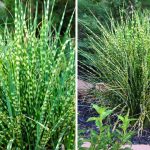 Miscanthus Sinensis ‘Gold Bar’ (Eulalia ‘Gold Bar’)