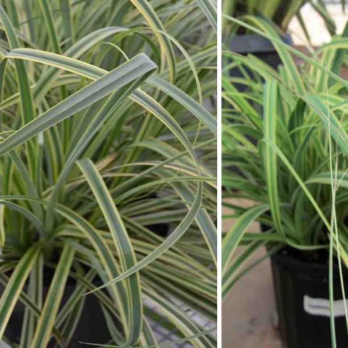 Carex Trifida ‘Rekohu Sunrise’ (Tataki Grass)