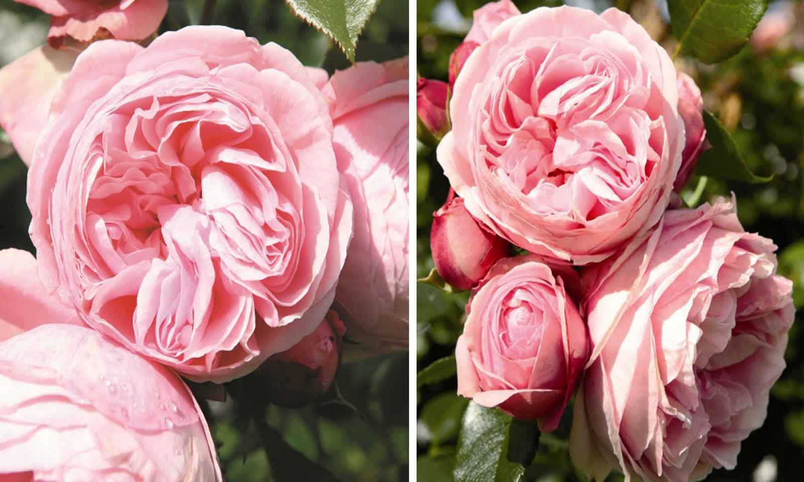 Pink Roses Tantau - Shrub