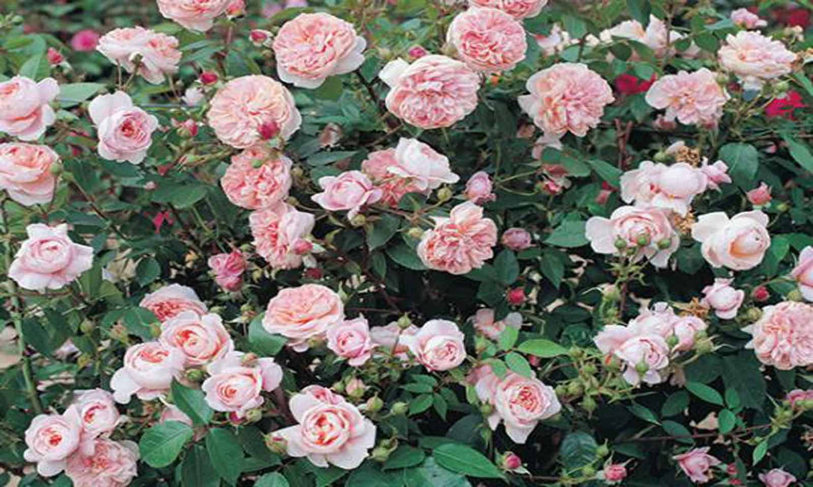 Pink Roses Tantau - Shrub