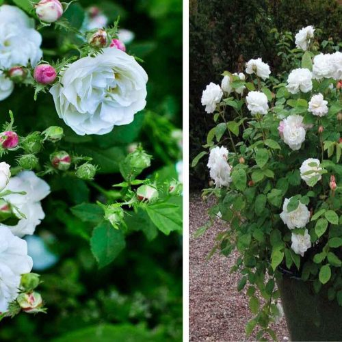 White Roses Tantau – Shrub