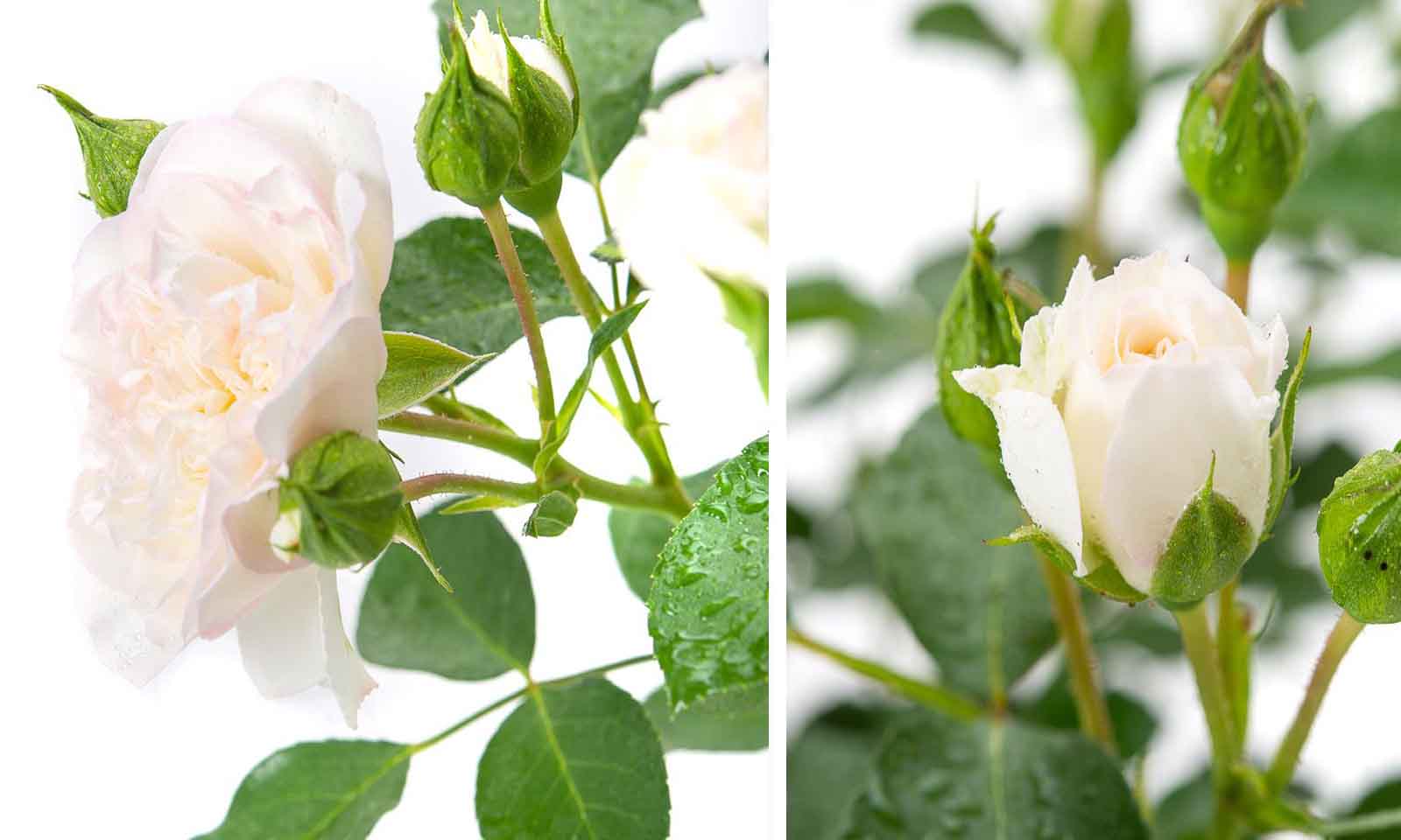 White Roses Tantau – Shrub