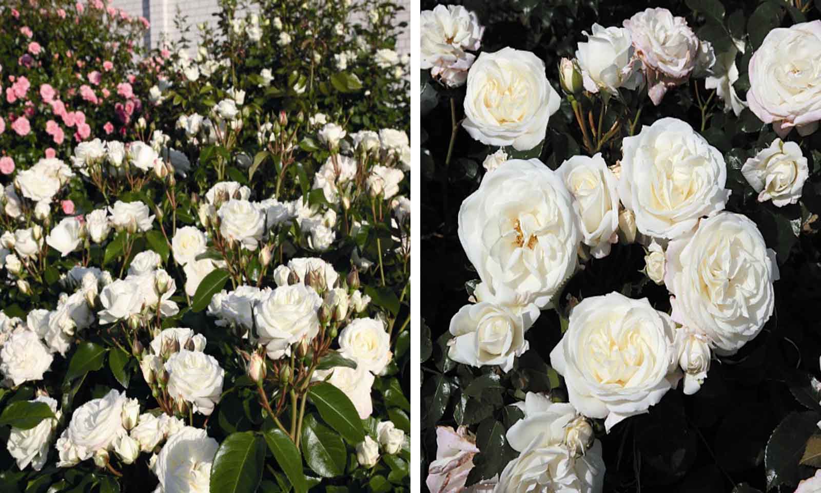 White Roses Tantau – Shrub